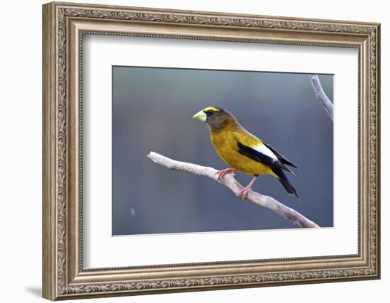 The Evening Grosbeak Is a Passerine Bird in the Finch Family Fringillidae-Richard Wright-Framed Photographic Print