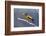 The Evening Grosbeak Is a Passerine Bird in the Finch Family Fringillidae-Richard Wright-Framed Photographic Print