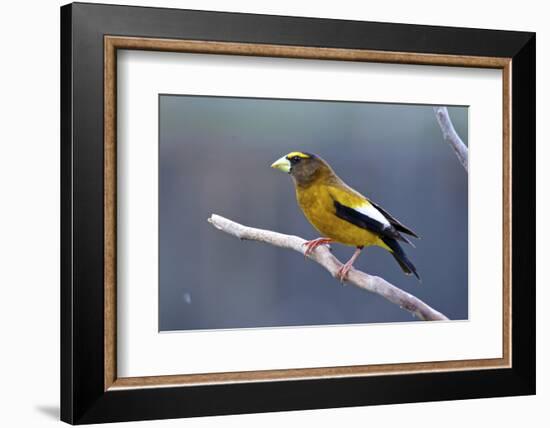 The Evening Grosbeak Is a Passerine Bird in the Finch Family Fringillidae-Richard Wright-Framed Photographic Print