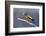 The Evening Grosbeak Is a Passerine Bird in the Finch Family Fringillidae-Richard Wright-Framed Photographic Print