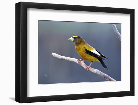 The Evening Grosbeak Is a Passerine Bird in the Finch Family Fringillidae-Richard Wright-Framed Photographic Print