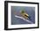 The Evening Grosbeak Is a Passerine Bird in the Finch Family Fringillidae-Richard Wright-Framed Photographic Print