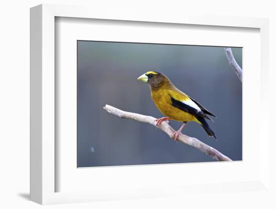 The Evening Grosbeak Is a Passerine Bird in the Finch Family Fringillidae-Richard Wright-Framed Photographic Print