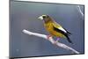 The Evening Grosbeak Is a Passerine Bird in the Finch Family Fringillidae-Richard Wright-Mounted Photographic Print