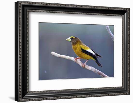 The Evening Grosbeak Is a Passerine Bird in the Finch Family Fringillidae-Richard Wright-Framed Photographic Print