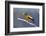 The Evening Grosbeak Is a Passerine Bird in the Finch Family Fringillidae-Richard Wright-Framed Photographic Print