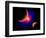 The Eye of a Nebula, a Star at the Center of a Gaseous Nebula-Stocktrek Images-Framed Premium Giclee Print