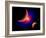 The Eye of a Nebula, a Star at the Center of a Gaseous Nebula-Stocktrek Images-Framed Art Print