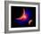 The Eye of a Nebula, a Star at the Center of a Gaseous Nebula-Stocktrek Images-Framed Art Print