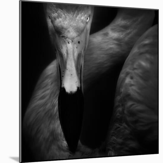 The Eye-Ruud Peters-Mounted Photographic Print