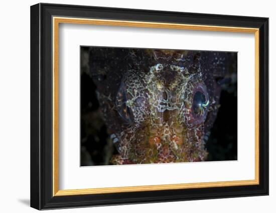 The Eyes of a Shortfin Lionfish-Stocktrek Images-Framed Photographic Print