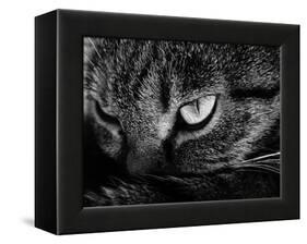 The Face Of A Cat In Black And White-anderm-Framed Stretched Canvas