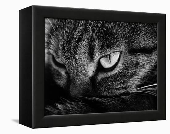 The Face Of A Cat In Black And White-anderm-Framed Stretched Canvas