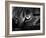 The Face Of A Cat In Black And White-anderm-Framed Art Print