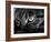 The Face Of A Cat In Black And White-anderm-Framed Art Print