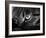 The Face Of A Cat In Black And White-anderm-Framed Art Print