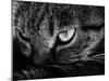 The Face Of A Cat In Black And White-anderm-Mounted Art Print