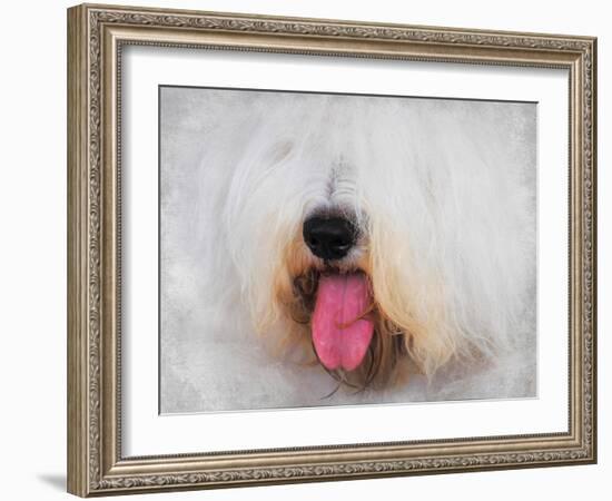 The Face of the Sheepdog-Jai Johnson-Framed Giclee Print