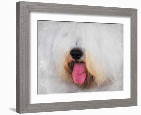 The Face of the Sheepdog-Jai Johnson-Framed Giclee Print