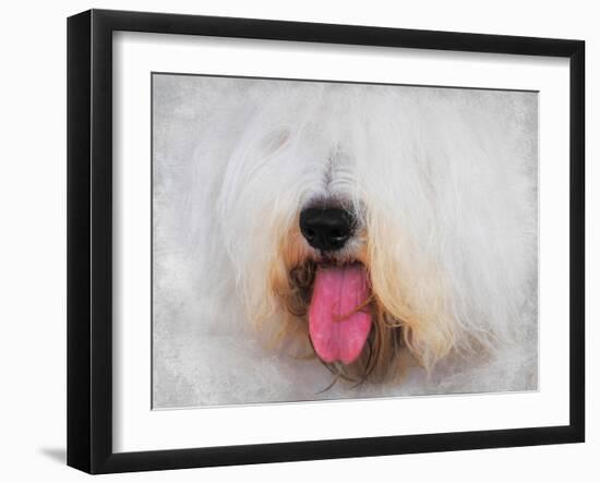 The Face of the Sheepdog-Jai Johnson-Framed Giclee Print