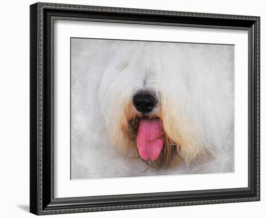 The Face of the Sheepdog-Jai Johnson-Framed Giclee Print