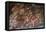 The Fall of the Giants (Sala Dei Gigant)-Giulio Romano-Framed Premier Image Canvas