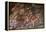 The Fall of the Giants (Sala Dei Gigant)-Giulio Romano-Framed Premier Image Canvas