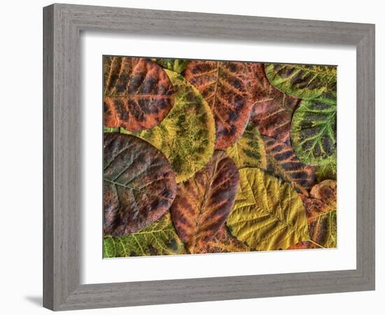 The Fall-Adrian Campfield-Framed Photographic Print