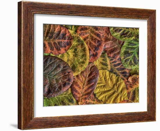 The Fall-Adrian Campfield-Framed Photographic Print