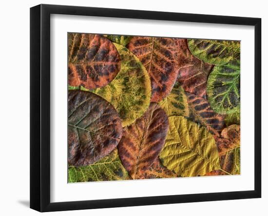 The Fall-Adrian Campfield-Framed Photographic Print