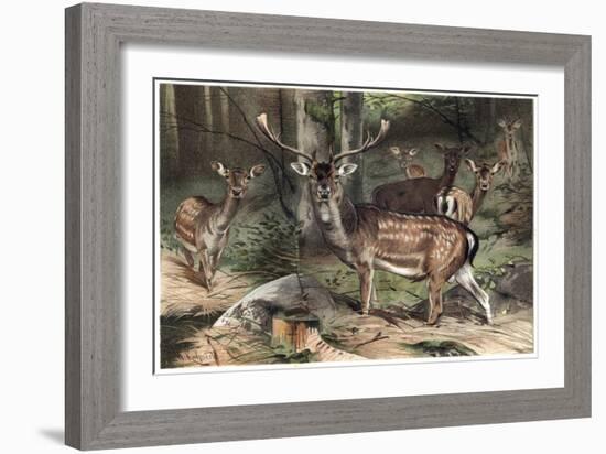 The Fallow Deer-Stefano Bianchetti-Framed Giclee Print