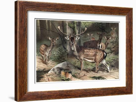 The Fallow Deer-Stefano Bianchetti-Framed Giclee Print