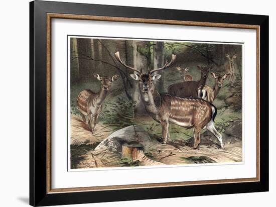 The Fallow Deer-Stefano Bianchetti-Framed Giclee Print