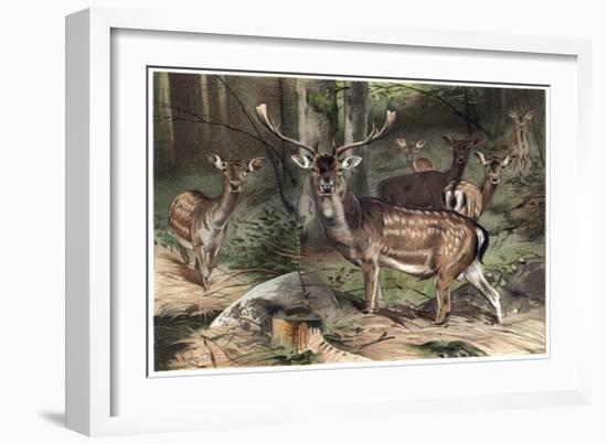 The Fallow Deer-Stefano Bianchetti-Framed Giclee Print