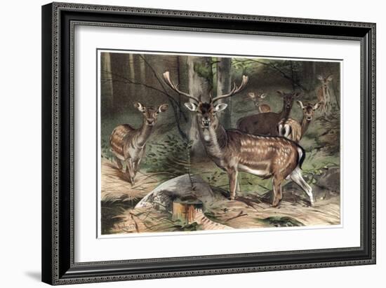 The Fallow Deer-Stefano Bianchetti-Framed Giclee Print