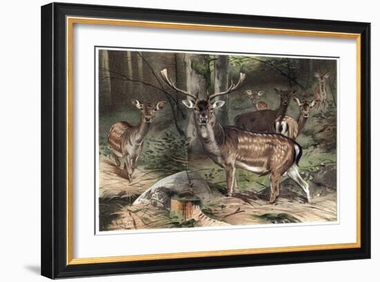 The Fallow Deer-Stefano Bianchetti-Framed Giclee Print