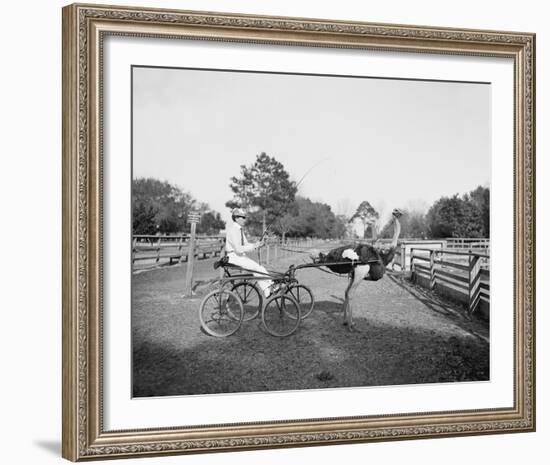 The Famous Trotting Ostrich-The Chelsea Collection-Framed Giclee Print