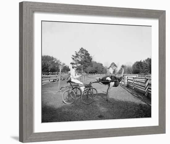 The Famous Trotting Ostrich-The Chelsea Collection-Framed Giclee Print