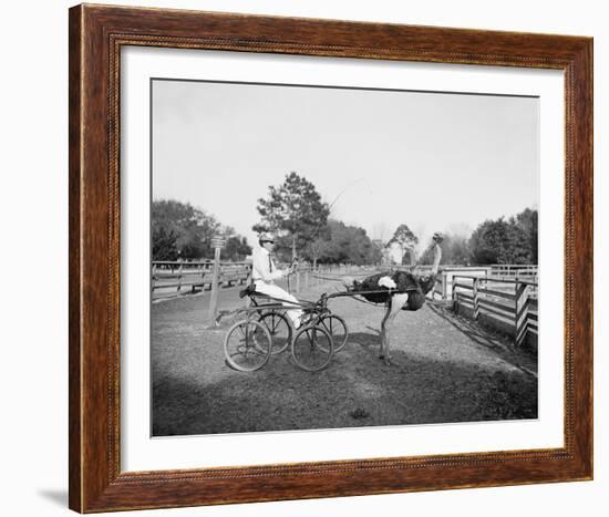 The Famous Trotting Ostrich-The Chelsea Collection-Framed Giclee Print