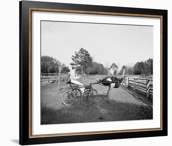 The Famous Trotting Ostrich-The Chelsea Collection-Framed Giclee Print