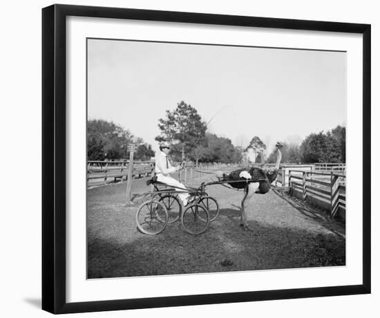 The Famous Trotting Ostrich-The Chelsea Collection-Framed Giclee Print