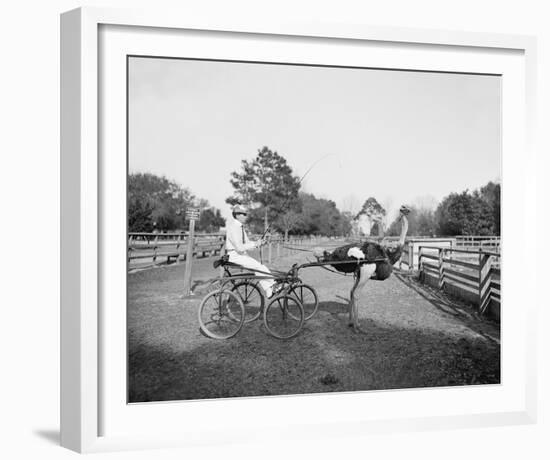 The Famous Trotting Ostrich-The Chelsea Collection-Framed Giclee Print