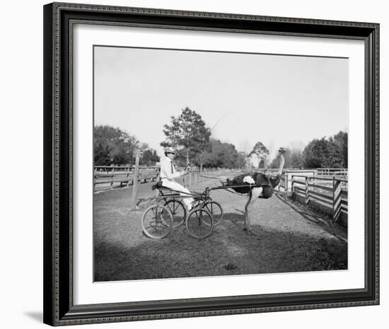 The Famous Trotting Ostrich-The Chelsea Collection-Framed Giclee Print