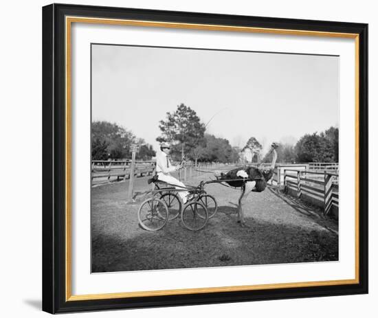 The Famous Trotting Ostrich-The Chelsea Collection-Framed Giclee Print