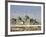 The Famous White Pigeons, Shrine of Hazrat Ali, Mazar-I-Sharif, Balkh Province, Afghanistan-Jane Sweeney-Framed Photographic Print