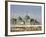 The Famous White Pigeons, Shrine of Hazrat Ali, Mazar-I-Sharif, Balkh Province, Afghanistan-Jane Sweeney-Framed Photographic Print