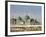 The Famous White Pigeons, Shrine of Hazrat Ali, Mazar-I-Sharif, Balkh Province, Afghanistan-Jane Sweeney-Framed Photographic Print