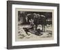 The Favourite of the Regiment-John Dawson Watson-Framed Giclee Print