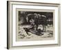 The Favourite of the Regiment-John Dawson Watson-Framed Giclee Print