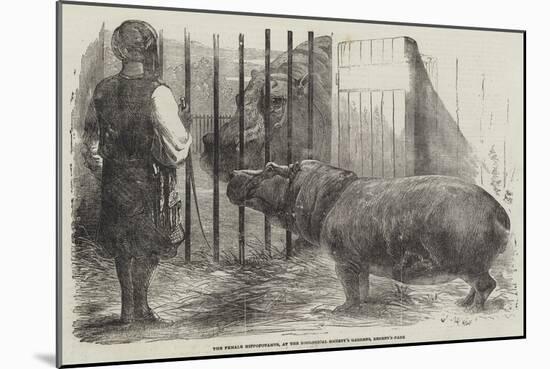 The Female Hippopotamus, at the Zoological Society's Garden, Regent'S-Park-Harrison William Weir-Mounted Giclee Print